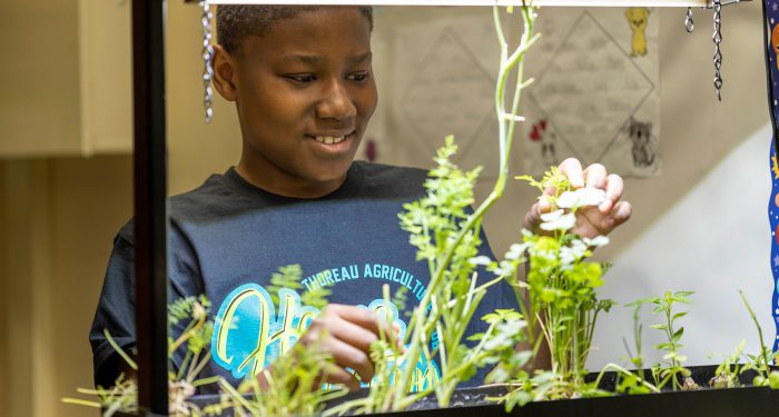 A student tends to plants under a grow light.