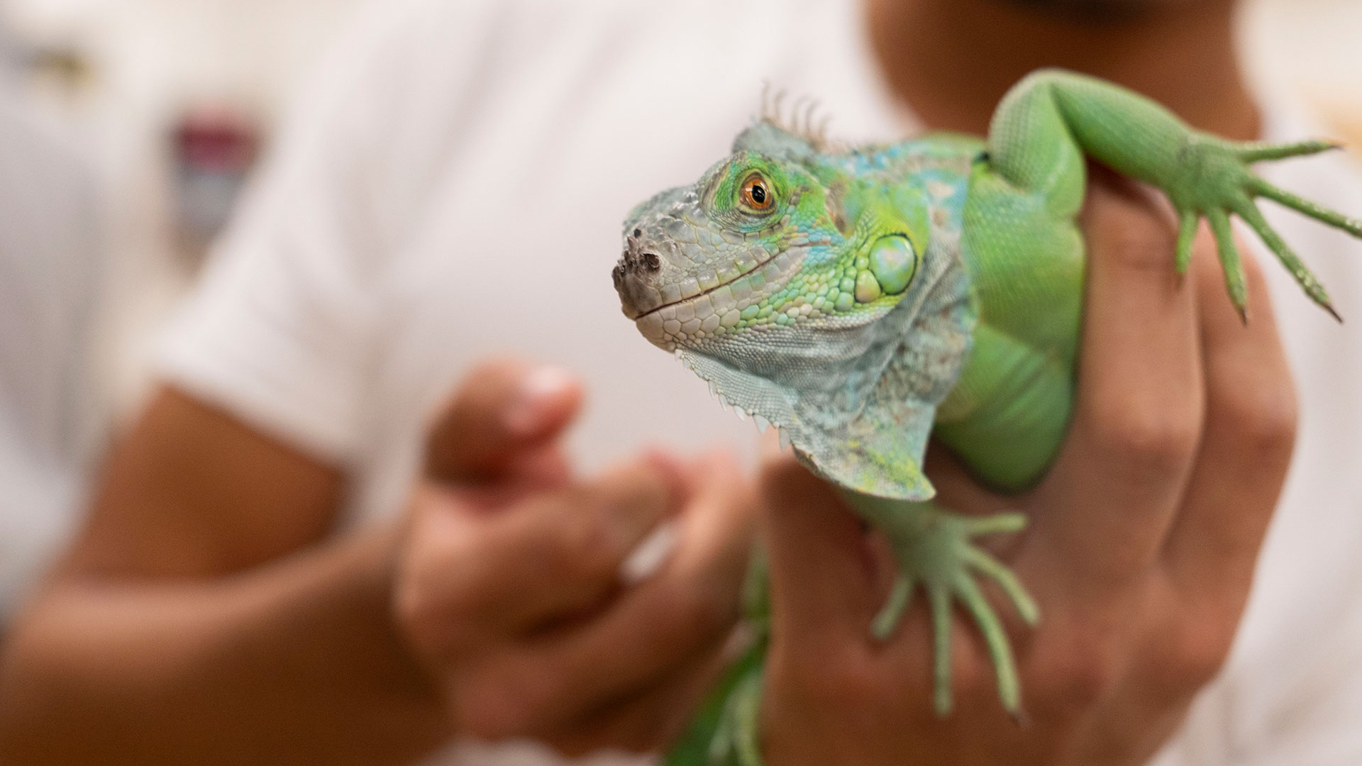 Close-up of a hand holding an iguana.