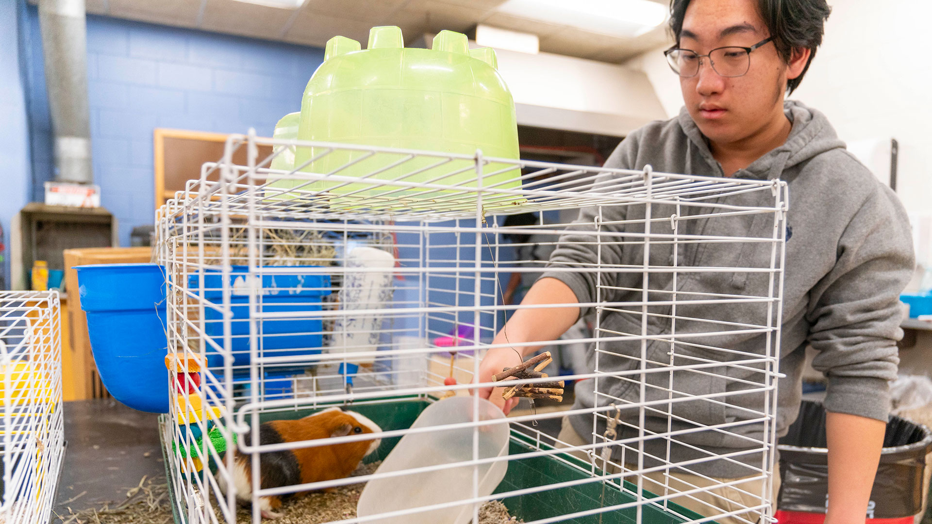 A student cleaning out the cage of a guinea pig.