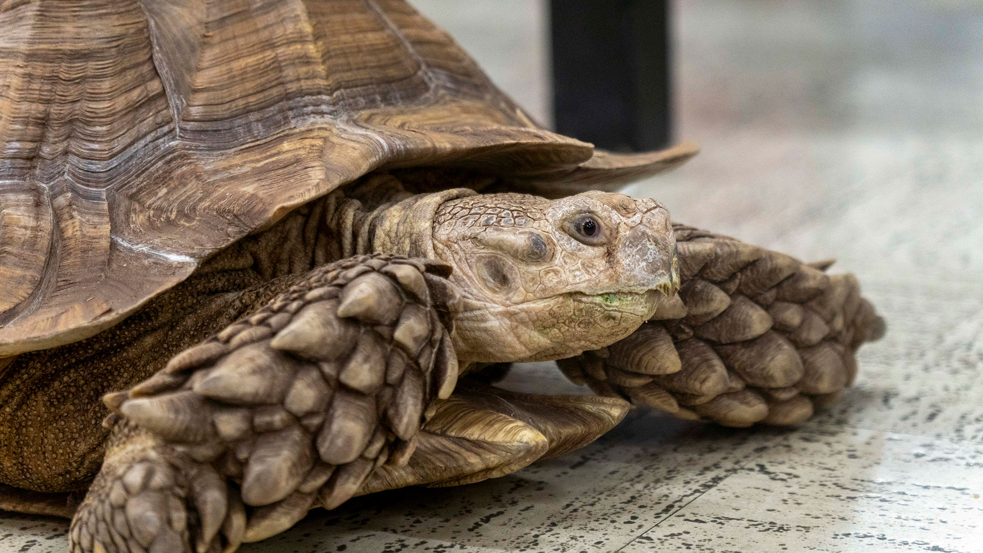 Close-up of a tortoise.