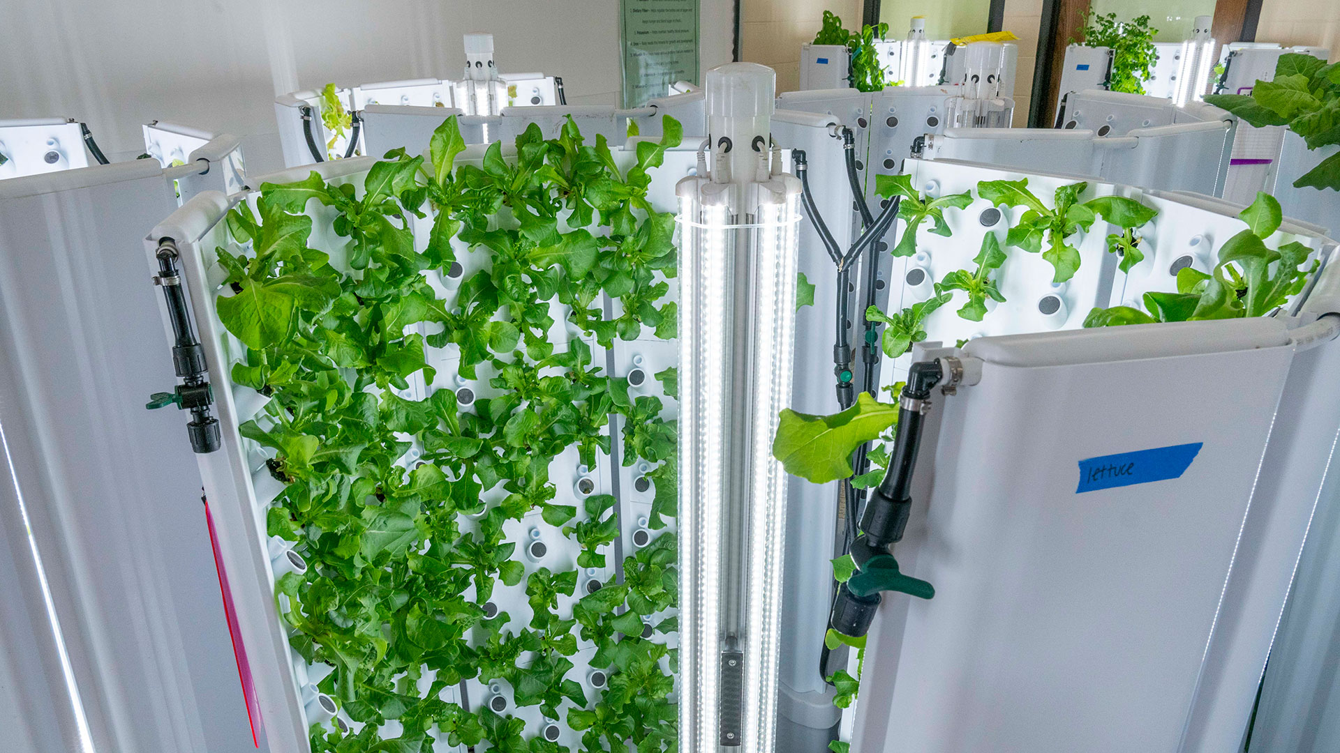 An aquaponic system growing lettuce.