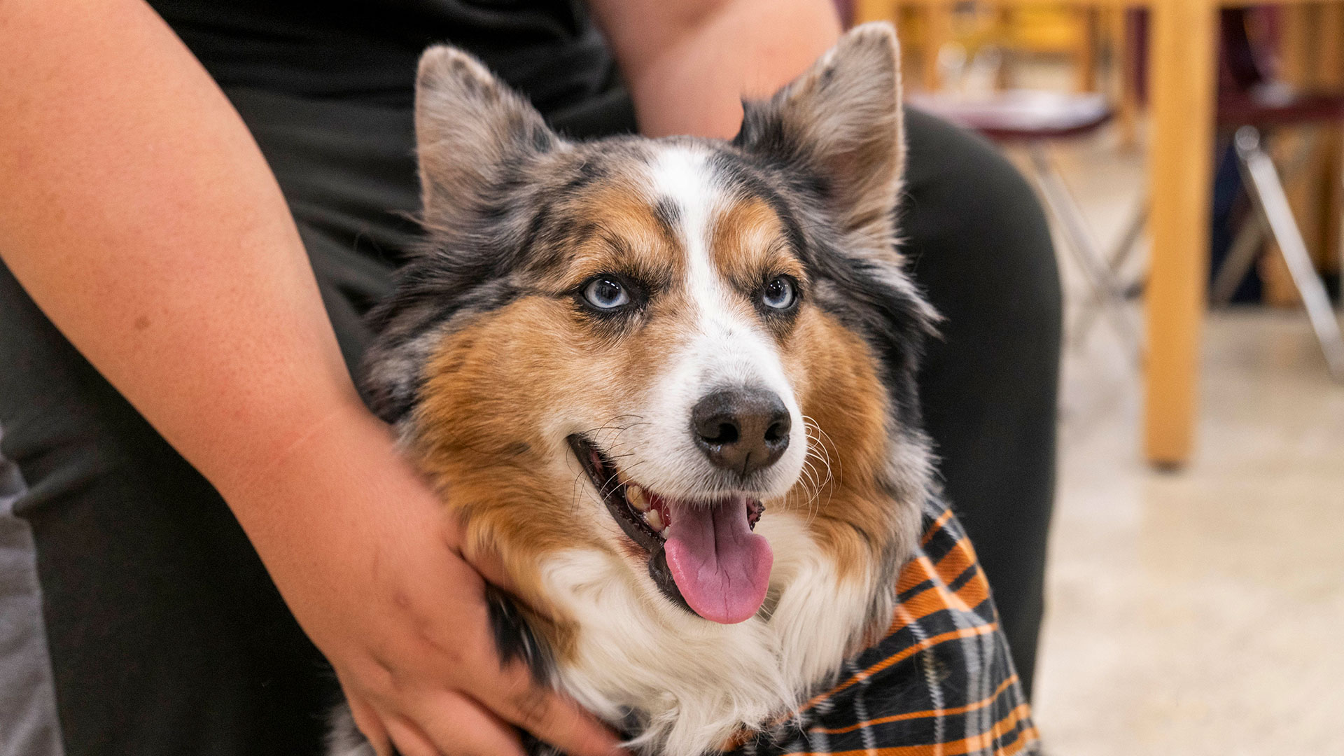 Close-up of Ryder, the dog.